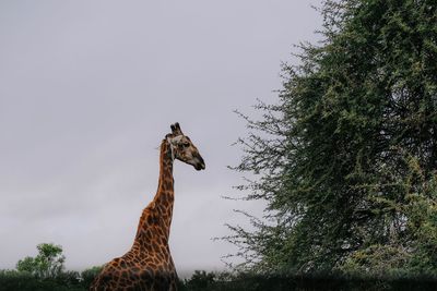 Low angle view of giraffe against sky