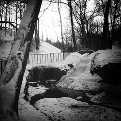 Bare trees on landscape