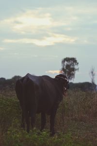 Cow standing in a field