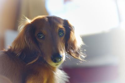 Close-up portrait of dog