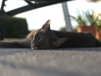 Close-up portrait of a cat resting