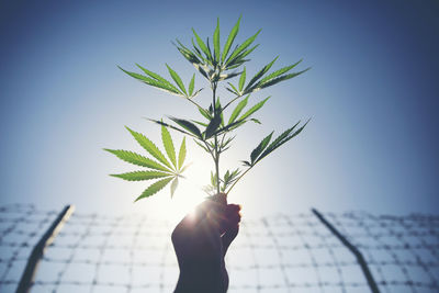 Close-up of cropped hand holding cannabis plant against clear blue sky