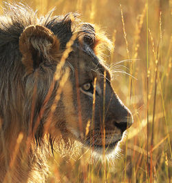 Close-up of a cat looking away