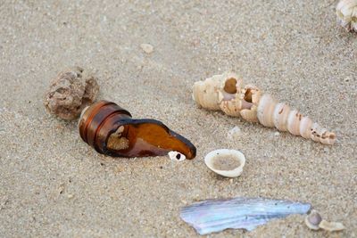 Close-up of seashell on beach