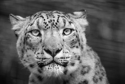 Close up head shot of a snow leopard