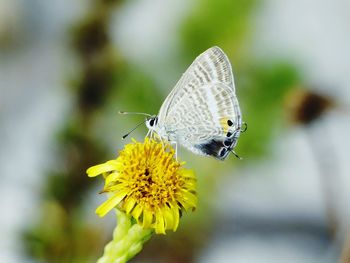 Close-up of butterfly pollinating on yellow flower