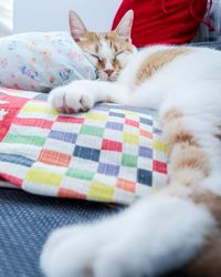 Cat sleeping on bed