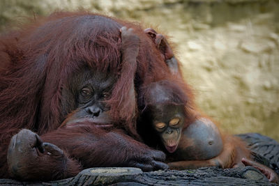 Close-up of orangutan and baby