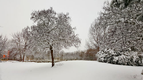 Close-up of snow on tree against clear sky