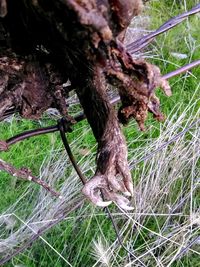 Lizard on tree