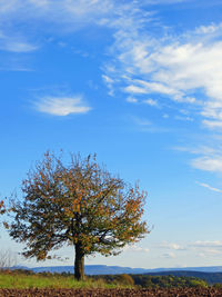 Tree on landscape against blue sky