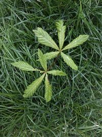 Close-up of fresh green plant