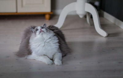 Ragdoll cat looking up while lying on floor at home