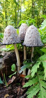 Close-up of mushrooms growing on land