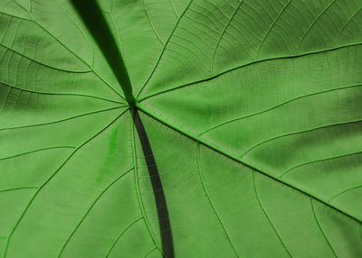 Close-up of green leaf