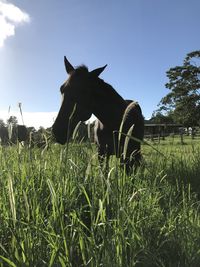View of a horse on field