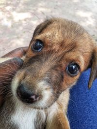 High angle close up portrait of puppy street dog .