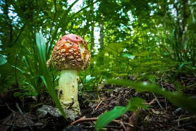 Close-up of mushroom growing on field