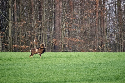 Horse running on field