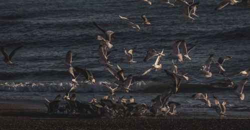 High angle view of birds on beach