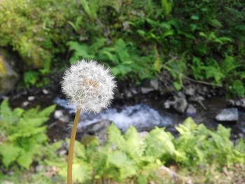 Close-up of dandelion flowers