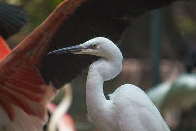 Close-up of hand feeding bird