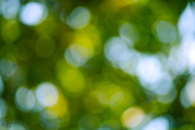 Defocused image of plants