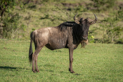 Blue wildebeest stands eyeing camera on grass