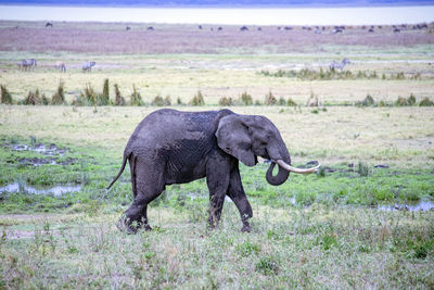 Wildlife africa tanzania