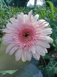 Close-up of pink flower