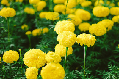 Close-up of yellow flowers blooming in park