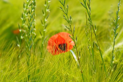 Close-up of red poppy flowers on field