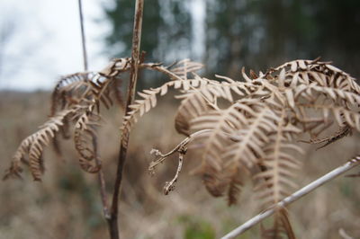 Close-up of dry fern on field