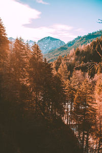 Trees in forest against sky