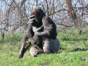 Gorilla sitting on grassy field
