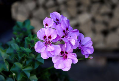 Close-up of pink flowering plant