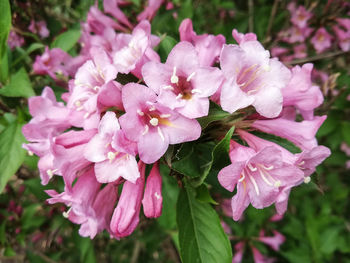 Close-up of pink flowers