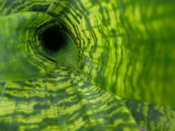 Full frame shot of a turtle