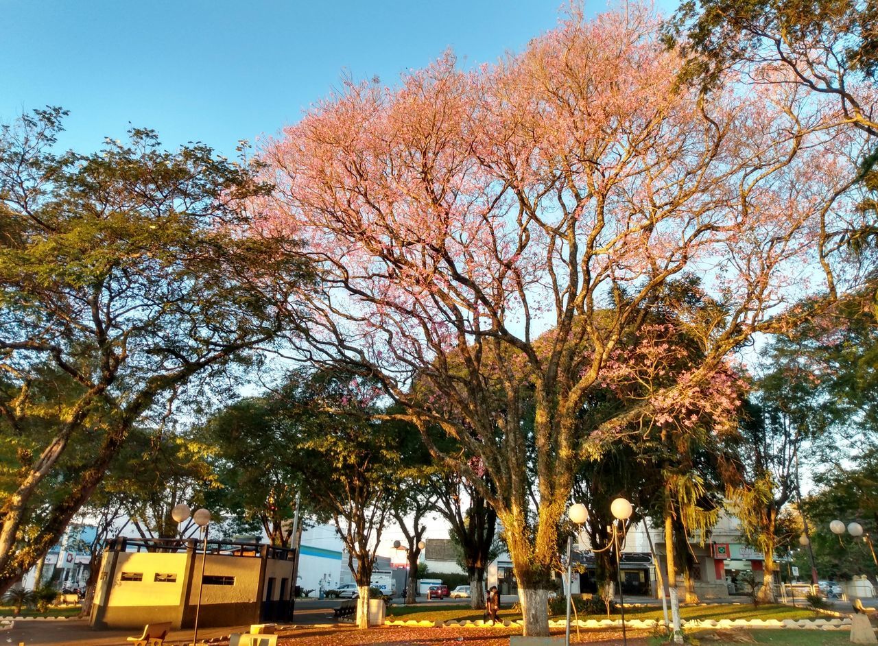 tree, plant, nature, autumn, sky, leaf, architecture, day, no people, beauty in nature, flower, park, built structure, outdoors, neighbourhood, growth, building exterior, branch, city, park - man made space, transportation, orange color, sunlight, tranquility, tree trunk, travel destinations, building, trunk, street