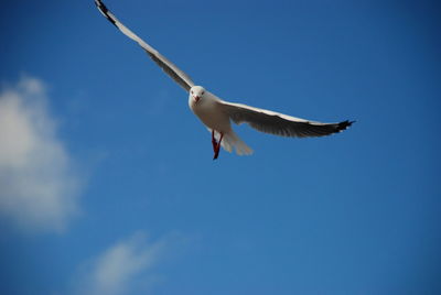 Low angle view of seagull flying