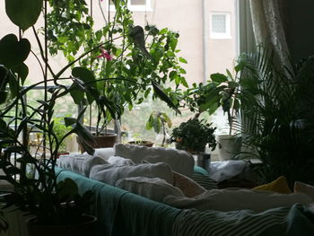Potted plants on bed at home