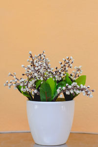 Close-up of potted plant on table against wall