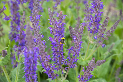 Close-up of insect on purple flowering plant