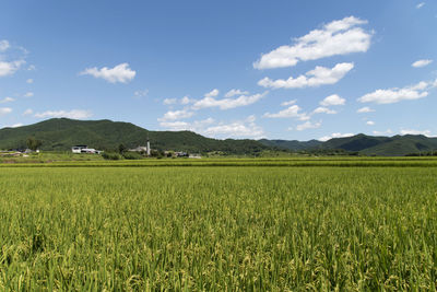 Scenic view of agricultural field against sky