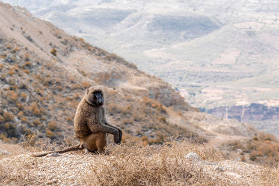 High angle view of meerkat on mountain