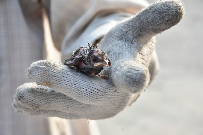 Little bird fur wet on hand of man wearing cotton glove.