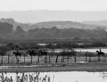 Horses on field