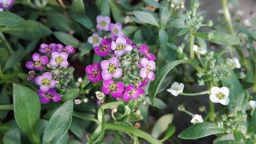 Close-up of pink flowers blooming outdoors