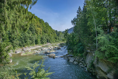 Scenic view of river stream amidst trees in forest against sky