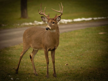 Portrait of deer standing on field